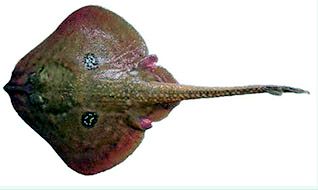 Leucoraja naevus_08.jpg
